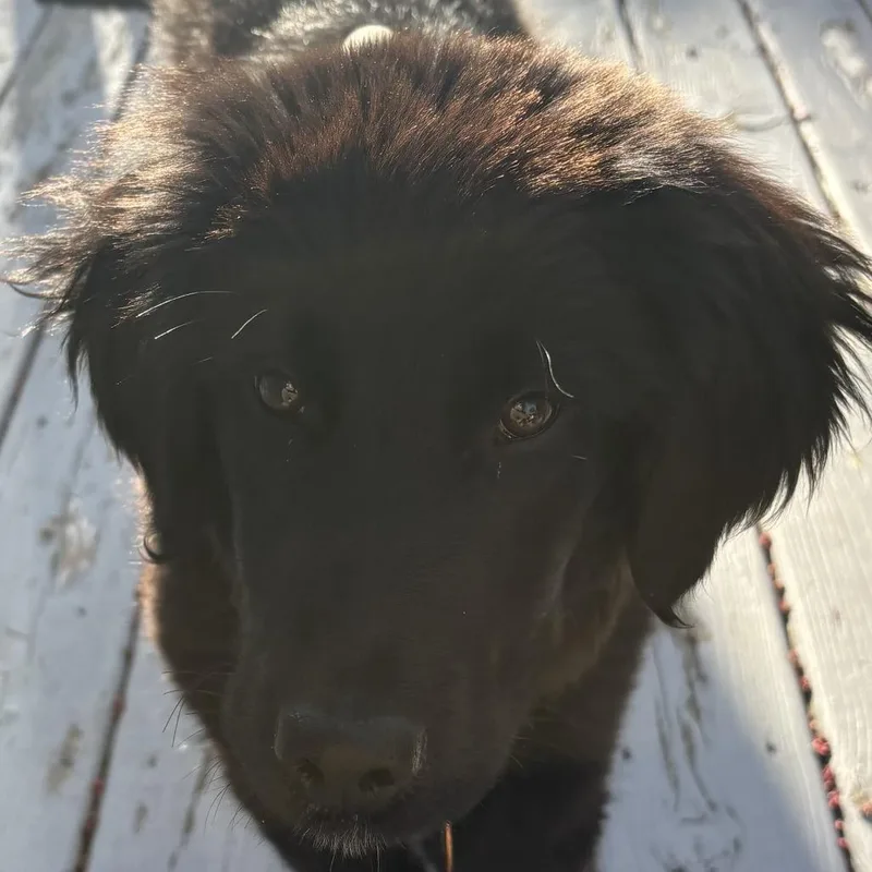 A baby medium-sized female Black Golden Retriever dog named Calliope for adoption in Normal, IL