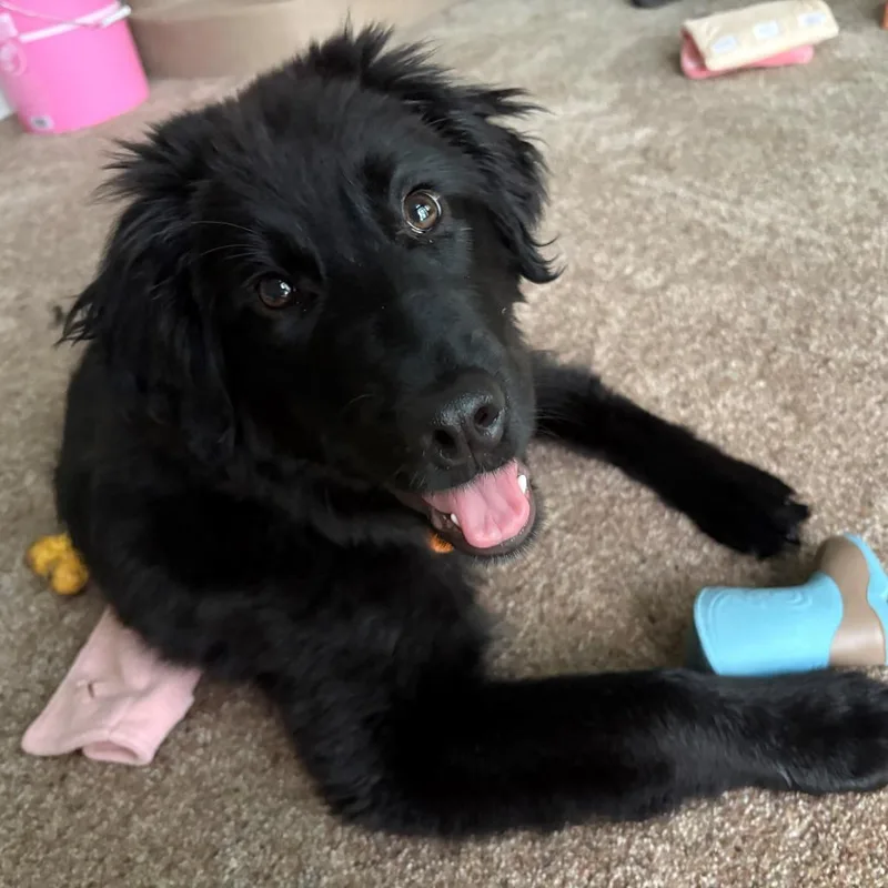 Calliope thumbnail 2