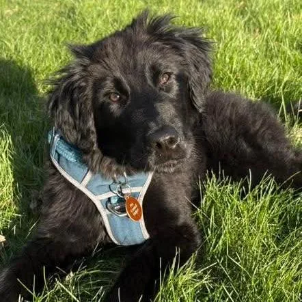 Calliope thumbnail 3