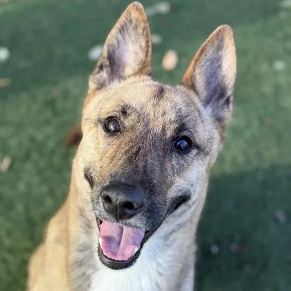 An adult medium-sized male White / Cream Dutch Shepherd dog named Saturn for adoption in Sacramento, CA
