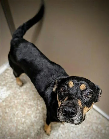 An adult medium-sized female Black and Tan Coonhound dog named Charlie for adoption in Clyde, NC
