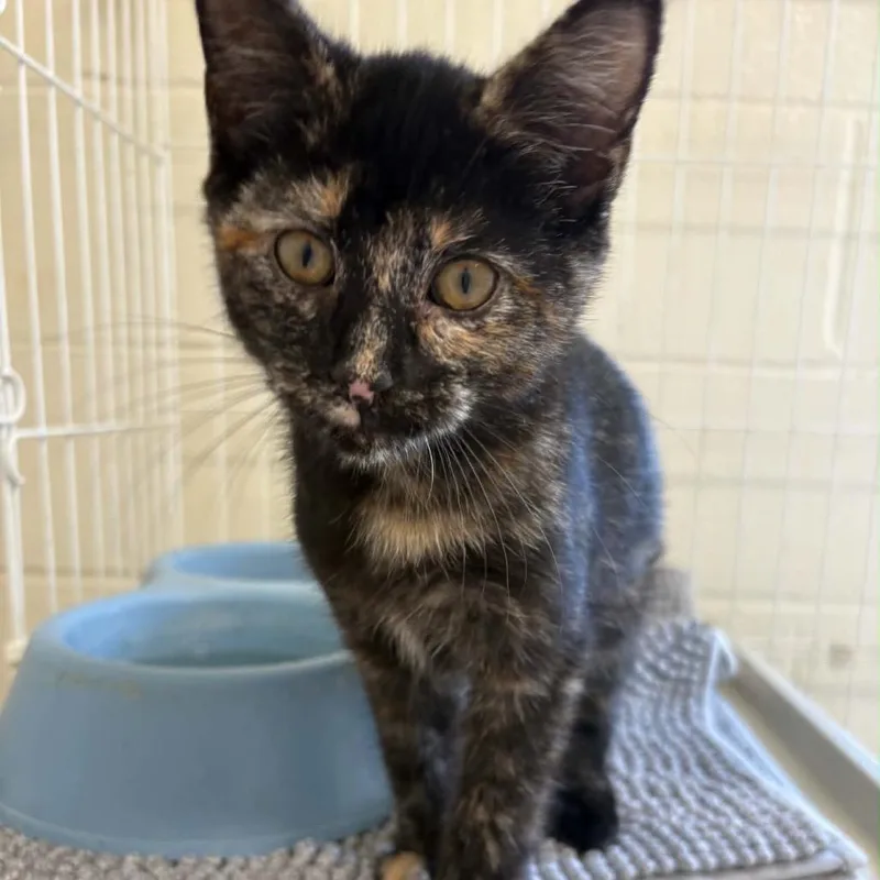 A young small-sized female Tortoiseshell Domestic Short Hair cat named Rosie for adoption in Columbia, MO
