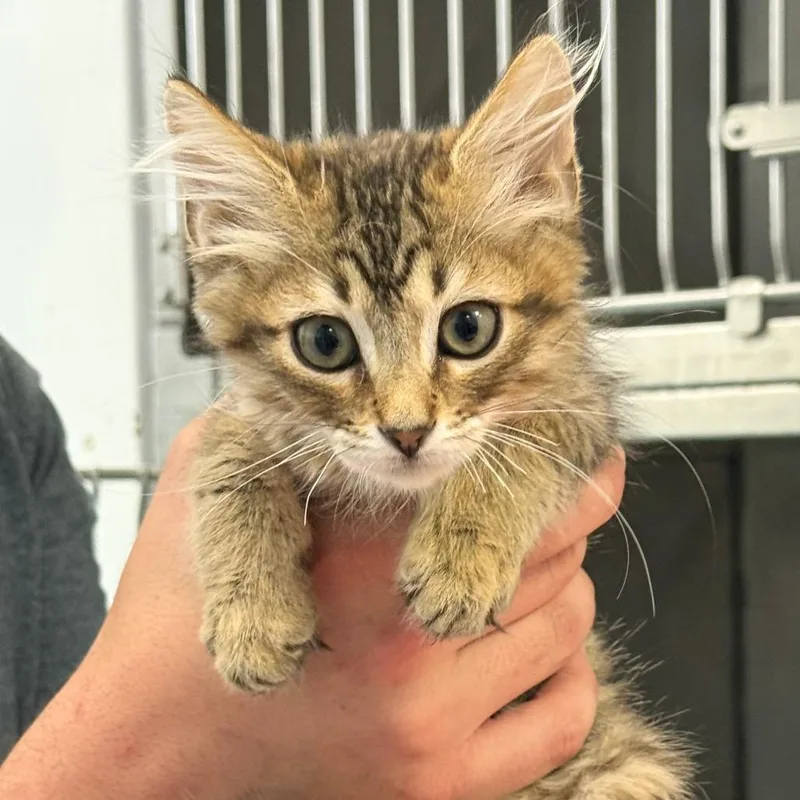 A baby small-sized female Brown / Chocolate Domestic Short Hair cat named Inner Peace for adoption in Austin, TX
