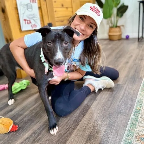 A young medium-sized male Black Pit Bull Terrier dog named Wiggles The Good Vibes for adoption in Friendswood, TX