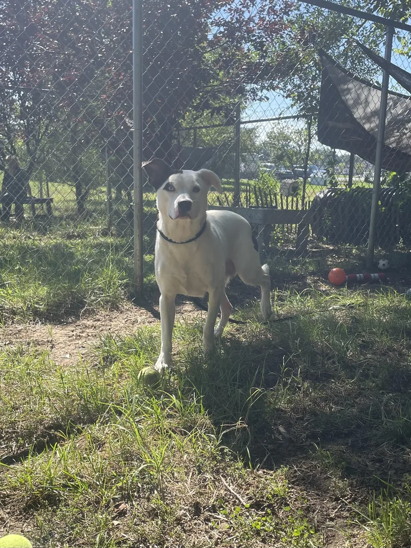 A young medium-sized female White / Cream Mixed Breed dog named Nell for adoption in Mishawaka, IN