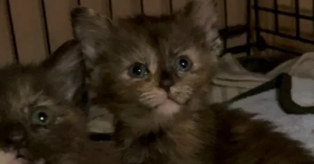 A baby small-sized female Tortoiseshell Domestic Short Hair cat named Rory Ro. for adoption in Peoria, IL