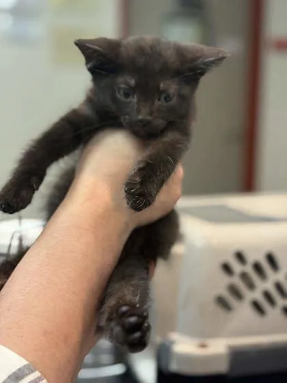 A baby small-sized male Domestic Short Hair cat named Sparky for adoption in Memphis, TN