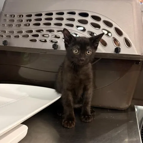 A baby small-sized male Black Domestic Short Hair cat named Hot Cheeto Hank for adoption in Livingston, TX