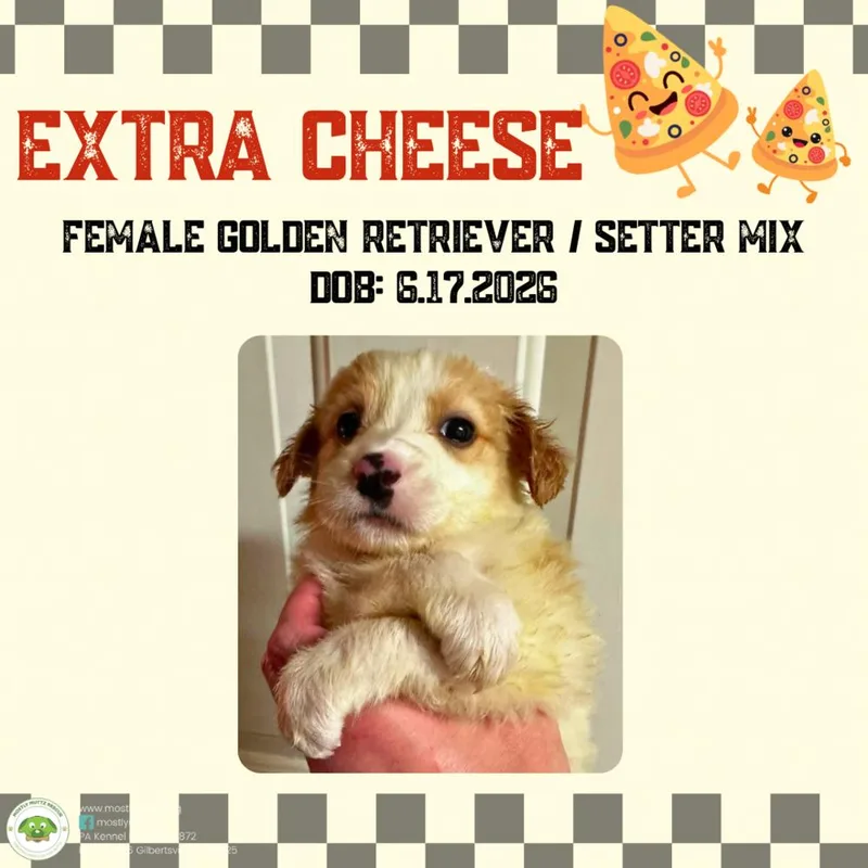 A baby medium-sized male Golden Retriever dog named Extra Cheese for adoption in Pottstown, PA