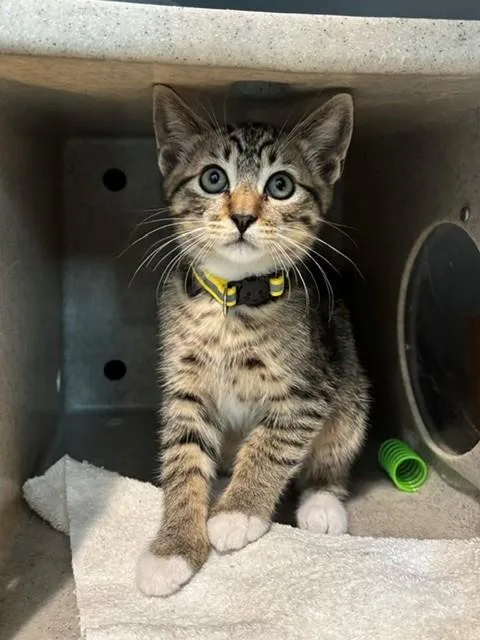 A baby medium-sized male Domestic Short Hair cat named Po for adoption in Leesburg, VA