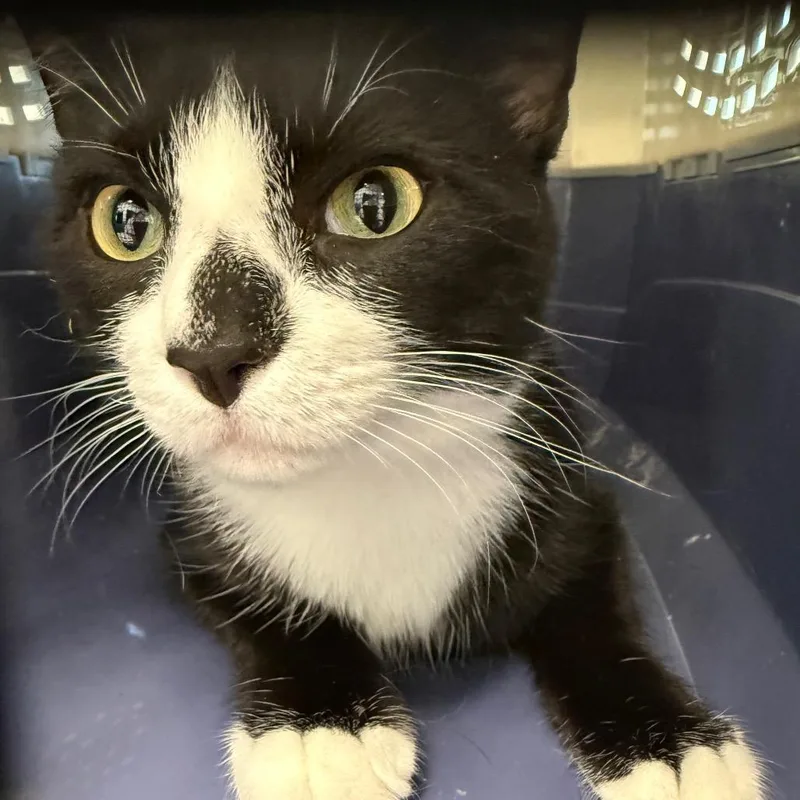 A young large-sized male Domestic Short Hair cat named Onnie for adoption in Horn Lake, MS