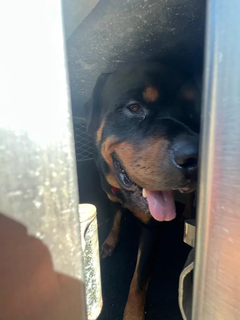A young large-sized male Mixed Breed dog named Roddy Roderson for adoption in Rome, GA