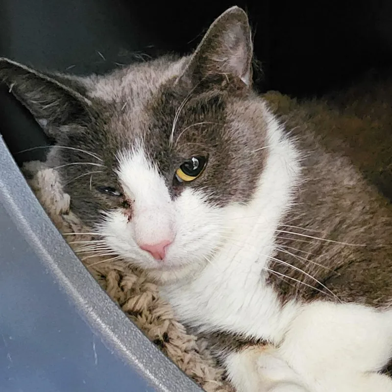 An adult medium-sized female Gray / Blue / Silver Domestic Short Hair cat named Nyx for adoption in Columbus, NC