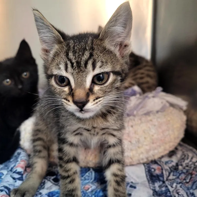 A baby small-sized female Domestic Short Hair cat named Evie for adoption in Allyn, WA