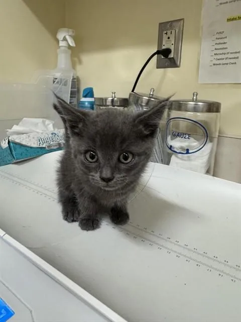 A baby small-sized female Domestic Short Hair cat named Ham Sandwich for adoption in Fremont, CA
