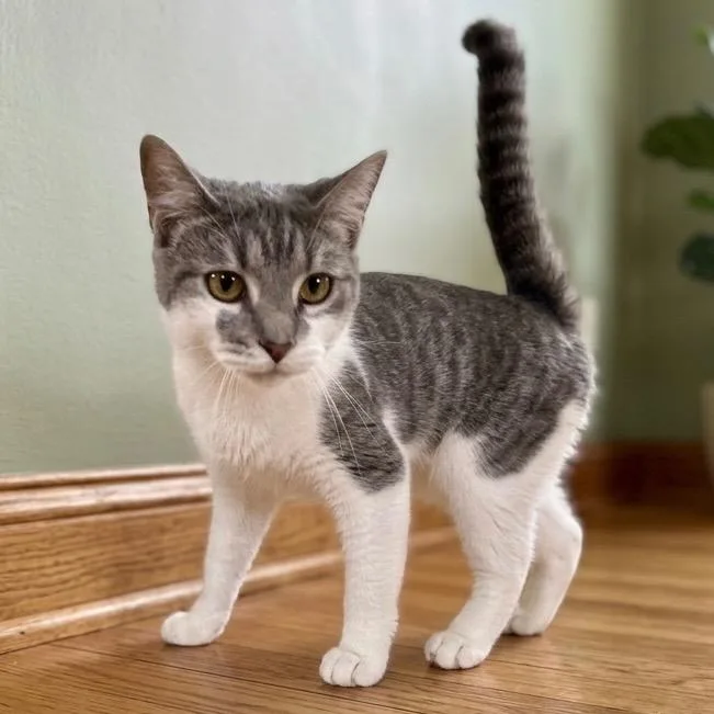 A young medium-sized female Domestic Short Hair cat named Jorja for adoption in Pittsfield, IL