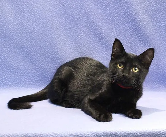 A baby medium-sized female Black Domestic Short Hair cat named Aldi for adoption in Overland Park, KS