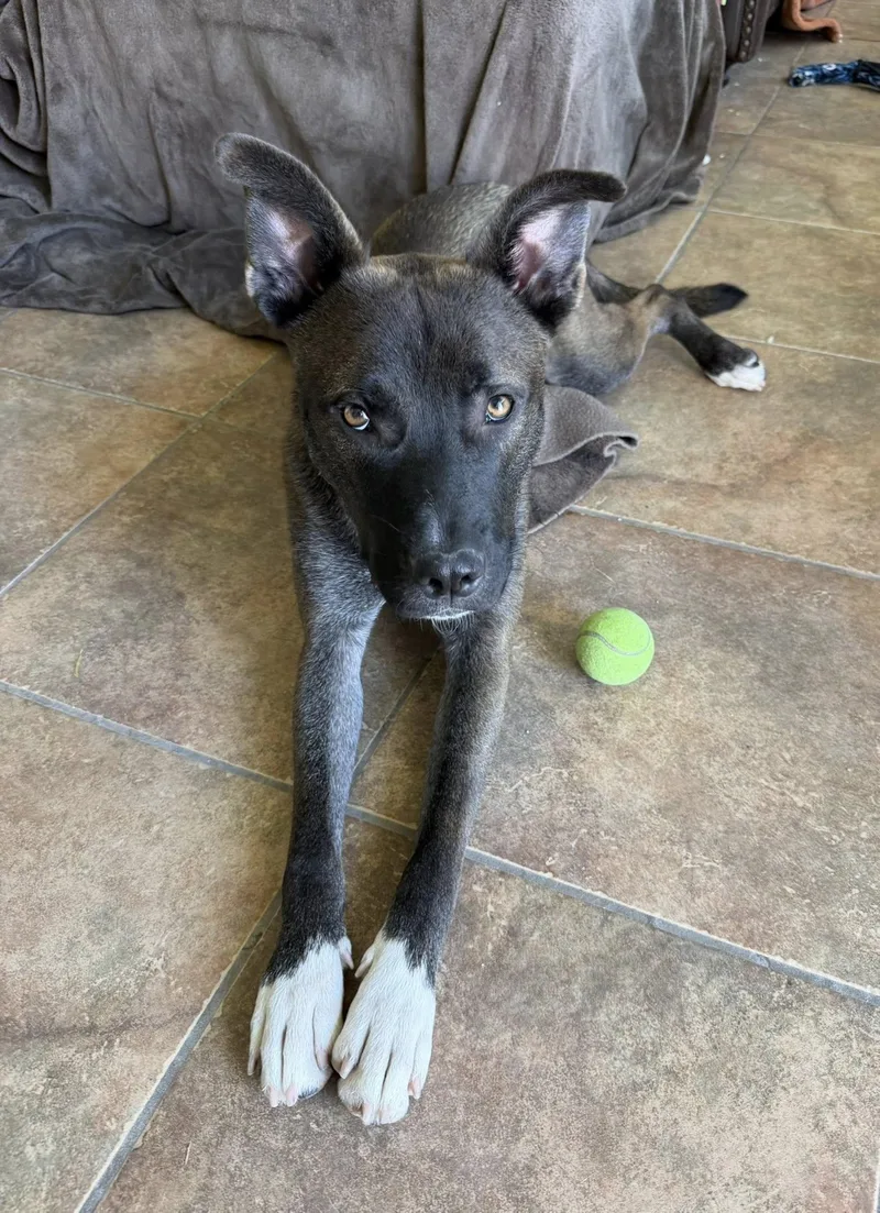 A young medium-sized male Shepherd dog named Hydro for adoption in Phoenix, AZ