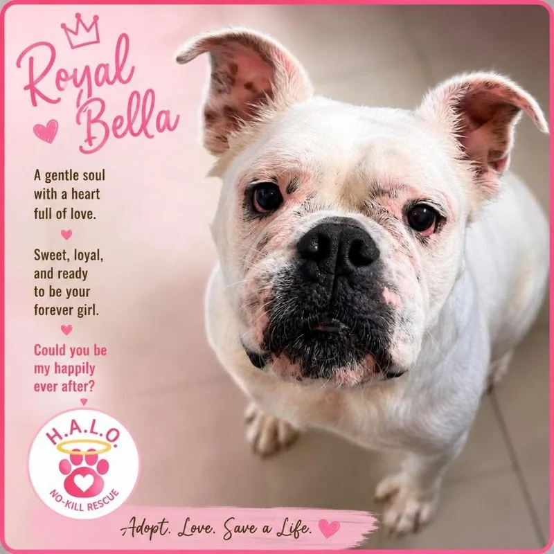 Royal Bella thumbnail 3