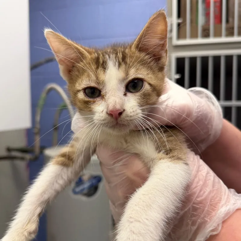 A baby small-sized male Brown / Chocolate Domestic Short Hair cat named Ron for adoption in Stillwater, OK
