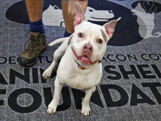 An adult medium-sized female Pit Bull Terrier dog named Jelly Bean for adoption in Decatur, IL