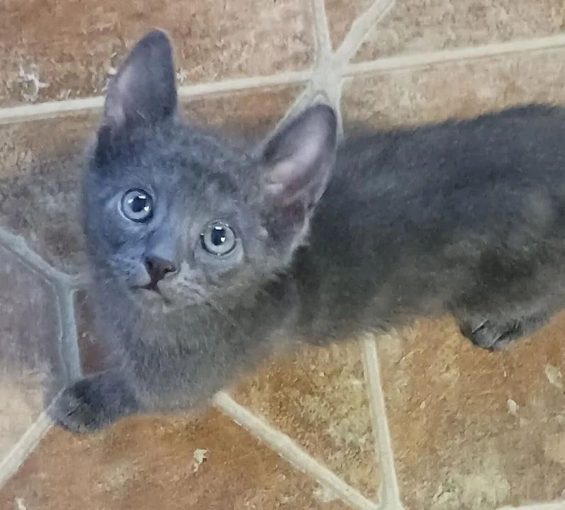 Snuggle Bug thumbnail 2