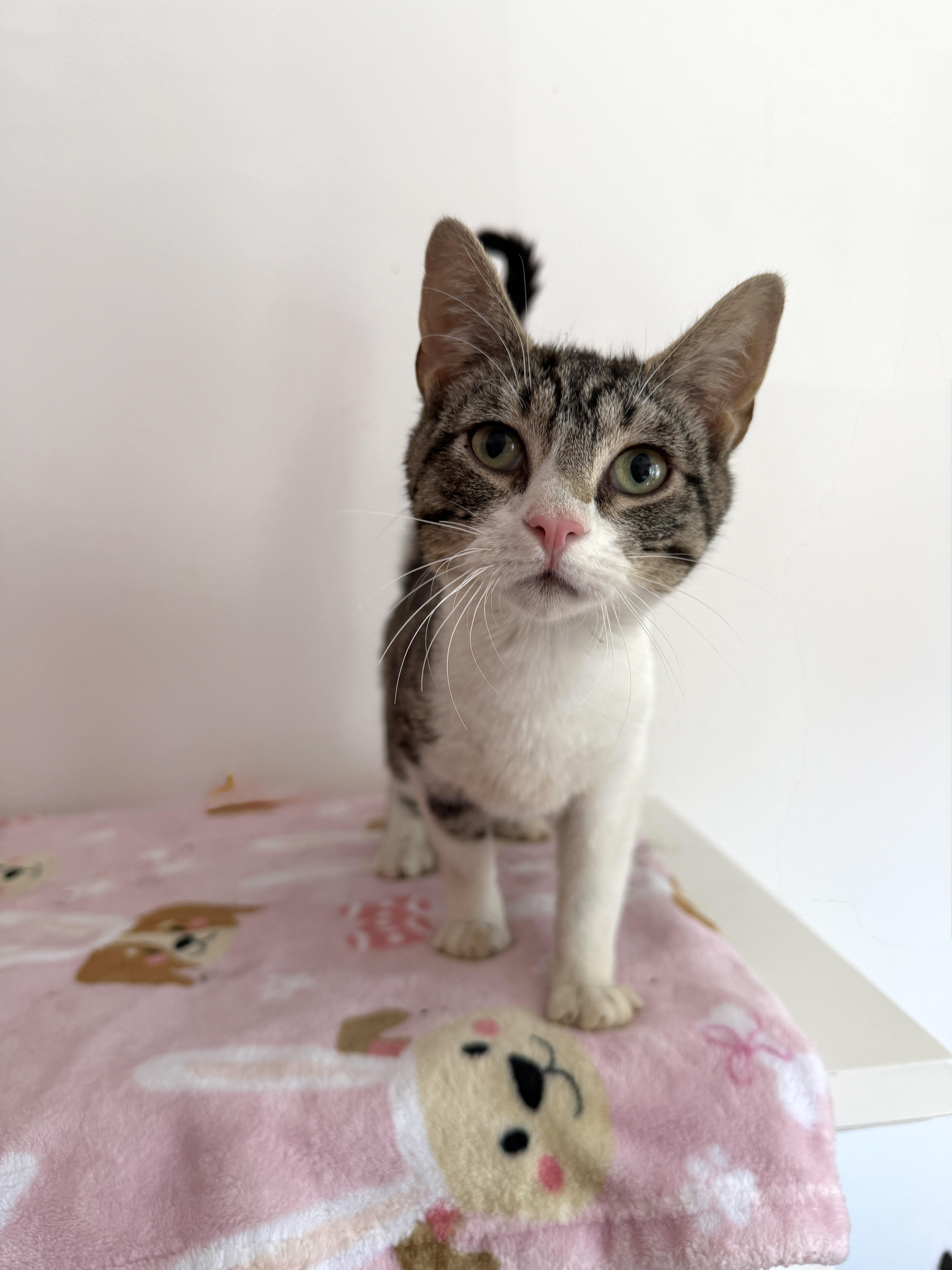 A young medium-sized male Tabby cat named Winston for adoption in New York, NY