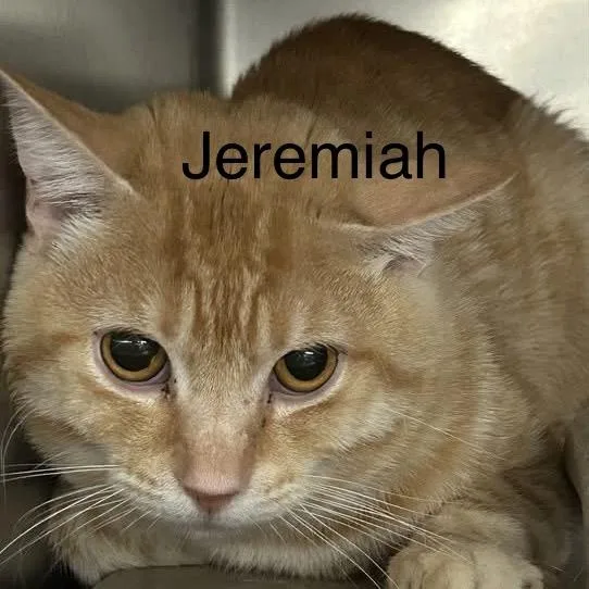 An adult medium-sized male Orange / Red Domestic Short Hair cat named Jeremiah for adoption in Los Angeles, CA