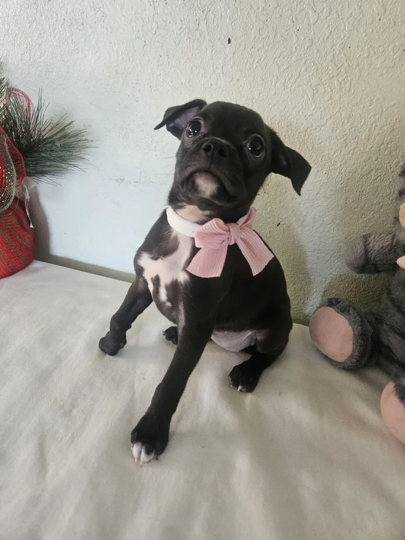 A baby small-sized female Black Pug dog named Gigi for adoption in Los Angeles, CA