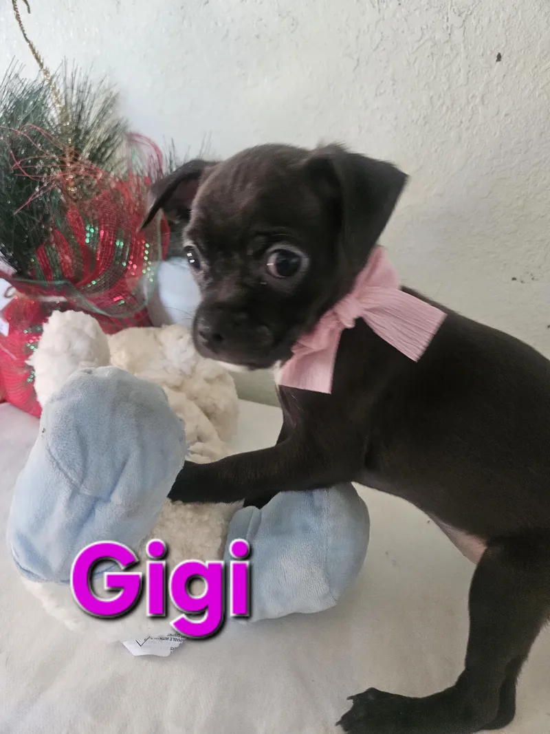 Gigi thumbnail 3