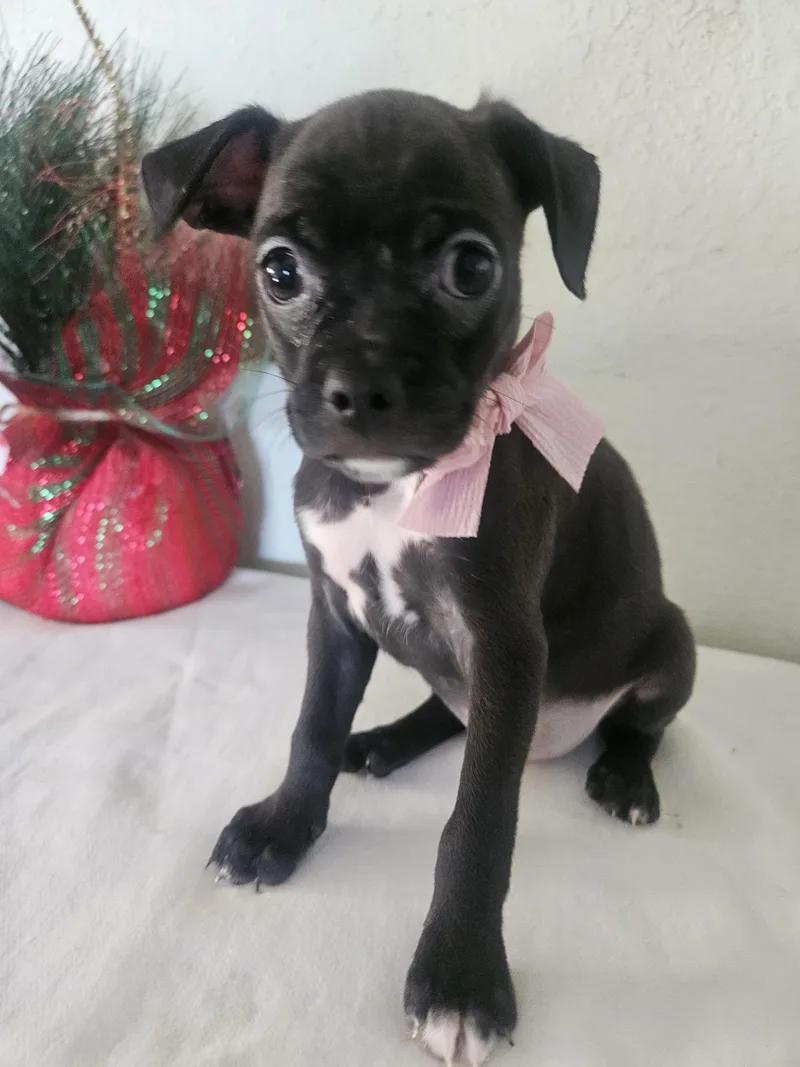 Gigi thumbnail 4
