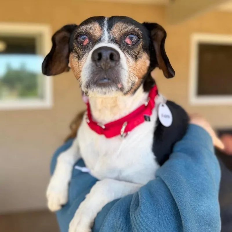 A senior small-sized male Black Beagle dog named Kodak for adoption in Ramona, CA