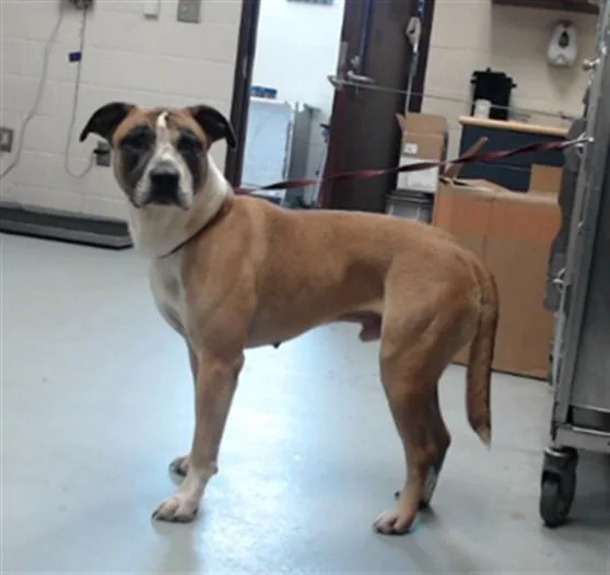 An adult large-sized male Pit Bull Terrier dog named Austin for adoption in Fayetteville, NC
