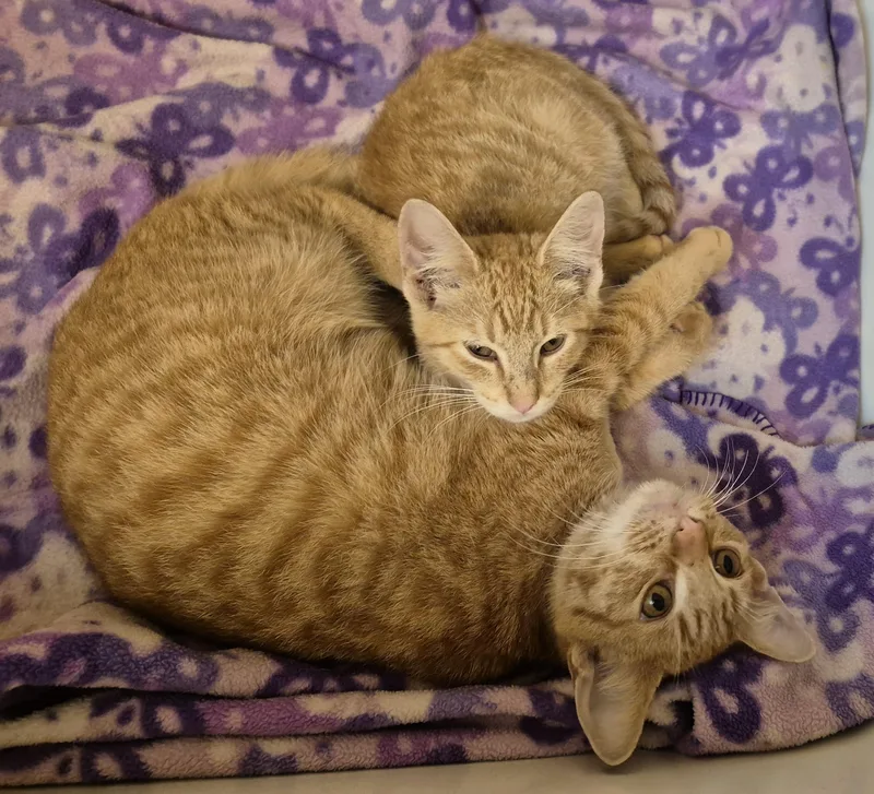 A young large-sized male Domestic Short Hair cat named Orange Man for adoption in Highland Park, NJ