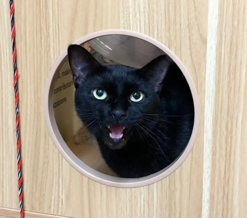 An adult medium-sized female Black Domestic Short Hair cat named Missy for adoption in Miami, FL