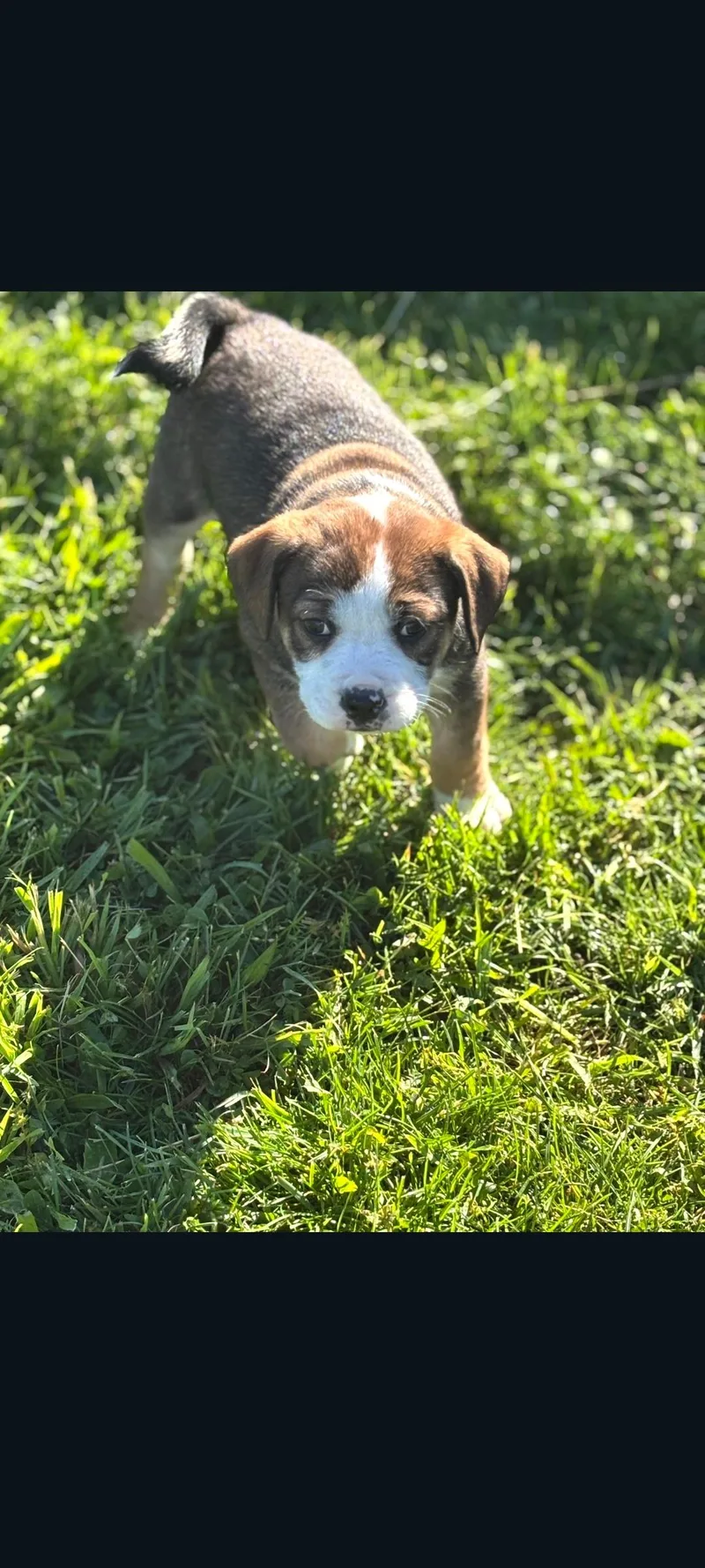 A baby medium-sized female Apricot / Beige Boxer dog named Bailey for adoption in Lewis Center, OH