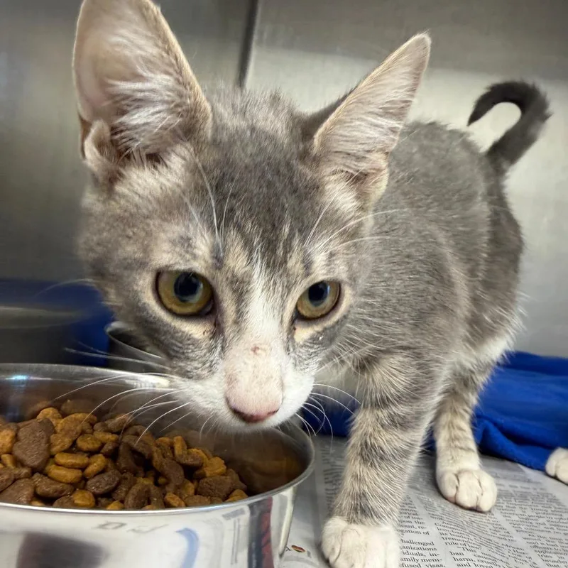 A baby small-sized female Gray / Blue / Silver Domestic Short Hair cat named Emily for adoption in Marshall, TX