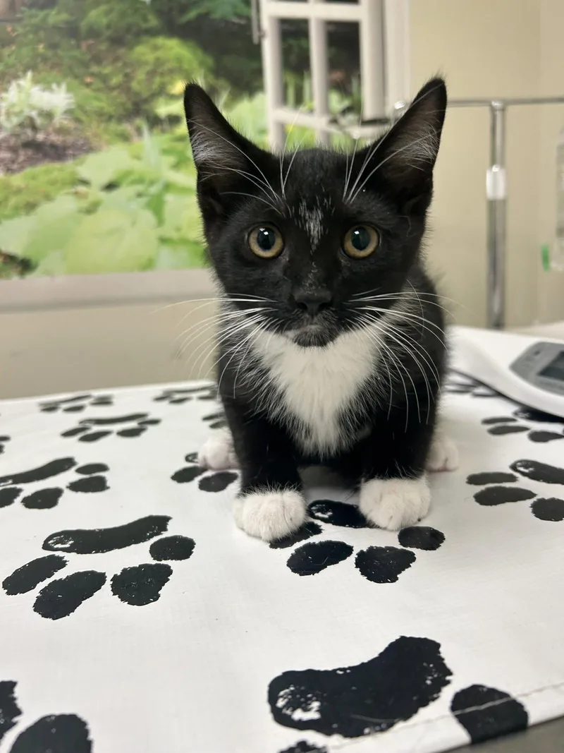 A baby medium-sized male Black & White / Tuxedo Domestic Short Hair cat named Major for adoption in Lancaster, PA