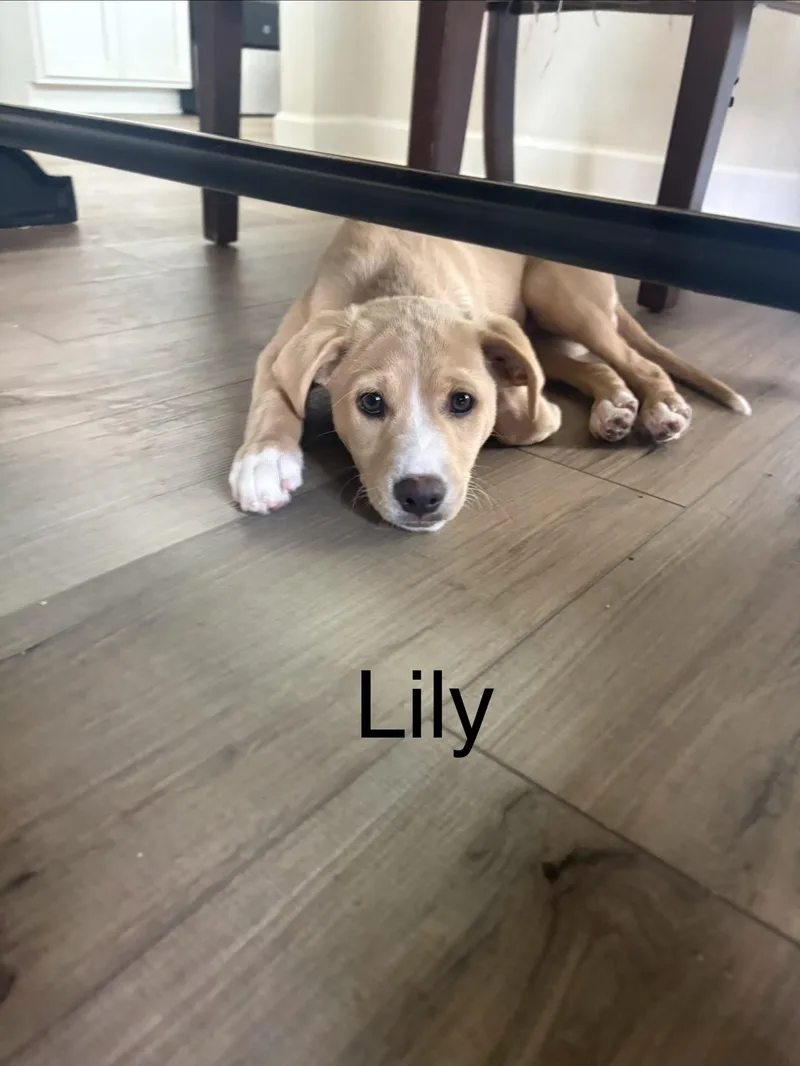 Lily Tilly thumbnail 2