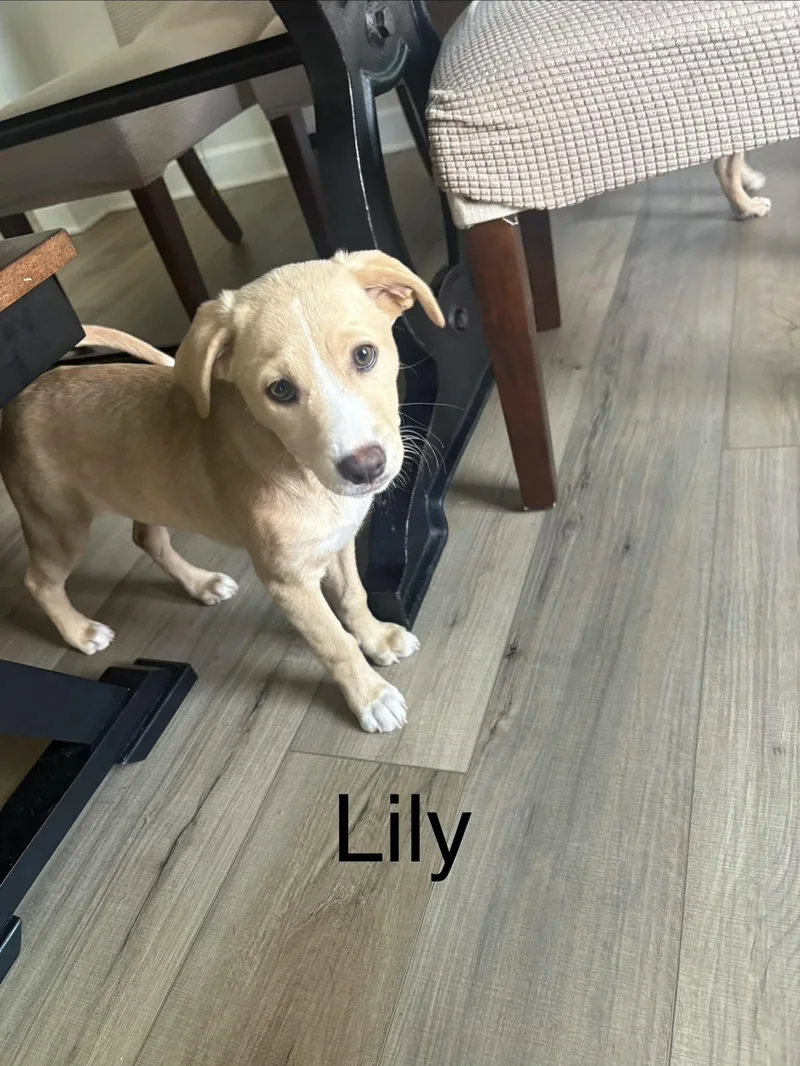 A baby medium-sized female Yellow / Tan / Blond / Fawn Labrador Retriever dog named Lily Tilly for adoption in Schertz, TX