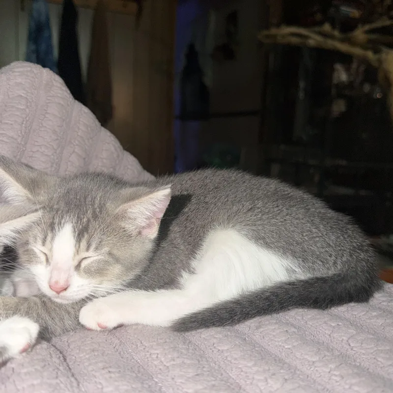 A baby small-sized male Gray & White Domestic Short Hair cat named Leo for adoption in Indianapolis, IN