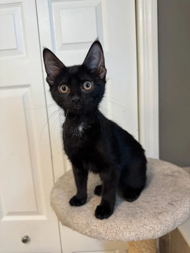 A baby large-sized female Black Domestic Short Hair cat named Lyla for adoption in Ringwood, NJ