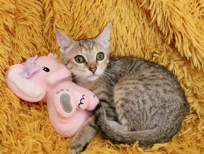 A baby medium-sized female Tabby (Buff / Tan / Fawn) Abyssinian cat named Cheyenne for adoption in Saint Augustine, FL