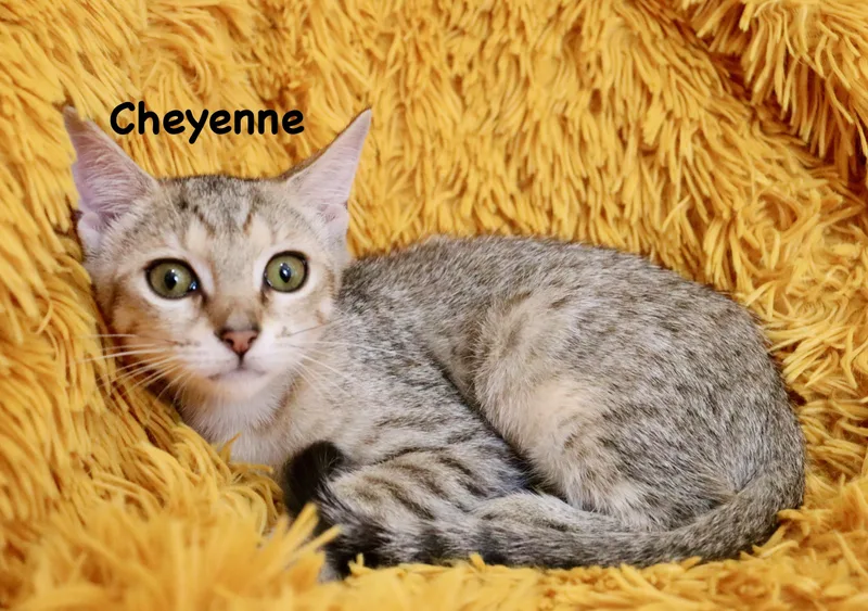 Cheyenne thumbnail 2