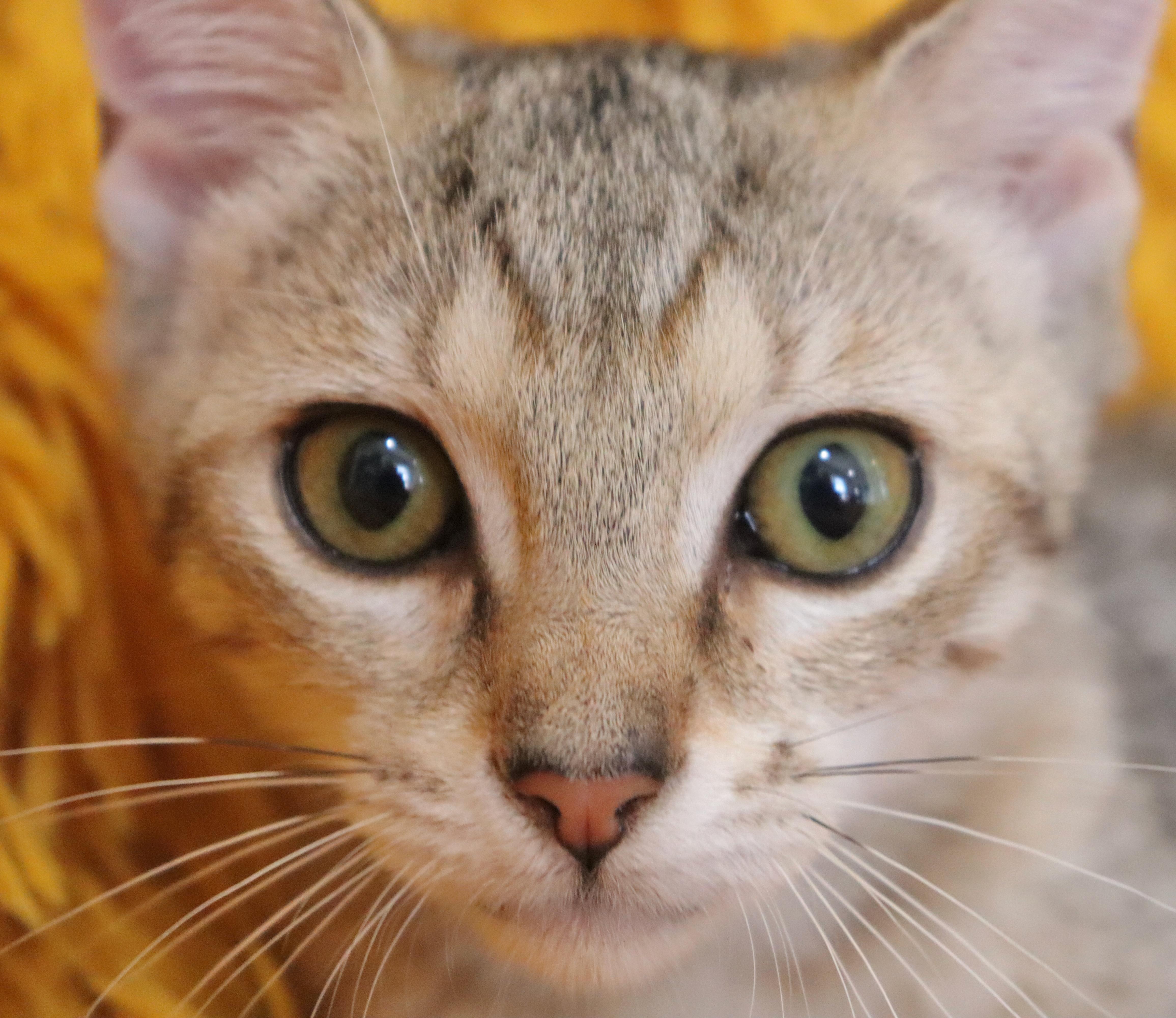 Cheyenne thumbnail 4