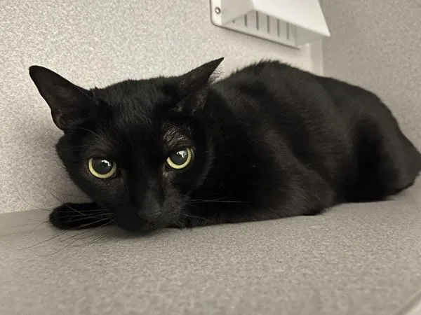 An adult medium-sized male Domestic Short Hair cat named Binx for adoption in Stratham, NH