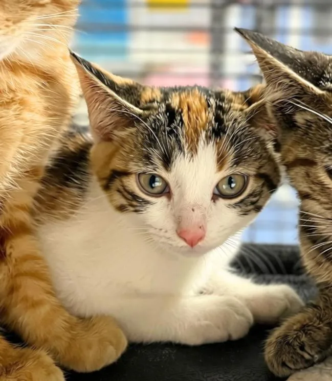 A baby medium-sized female Calico Domestic Short Hair cat named Zelda for adoption in Seville, OH