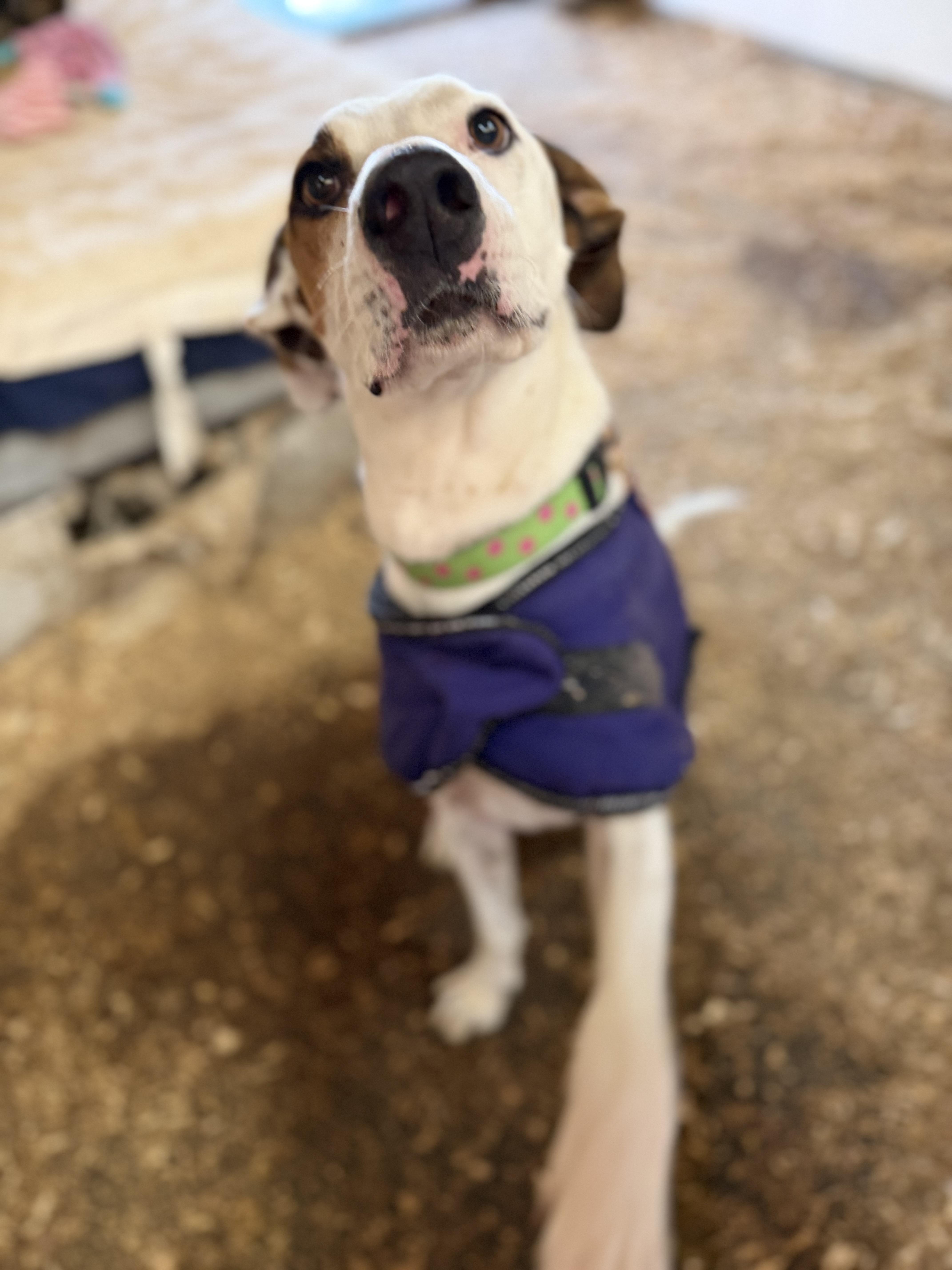 A senior medium-sized male Australian Shepherd dog named Benji for adoption in Plummer, ID