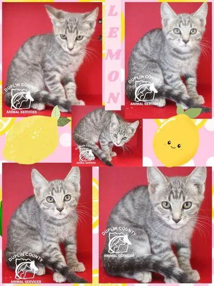 A baby small-sized female Domestic Short Hair cat named Lemon for adoption in Kenansville, NC