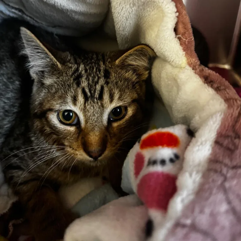 A baby medium-sized male Brown / Chocolate Domestic Short Hair cat named Lightbulb for adoption in Wheeling, IL
